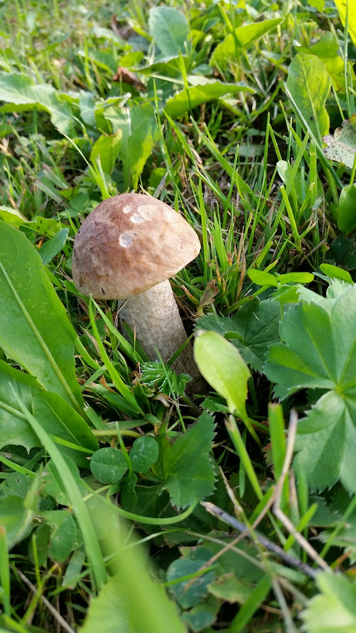 Беленький