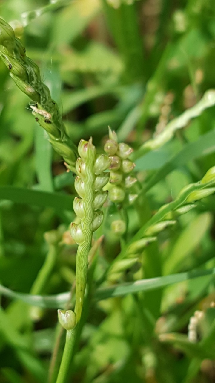 grass