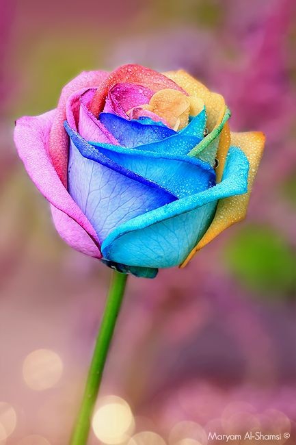 Rainbow colored rose