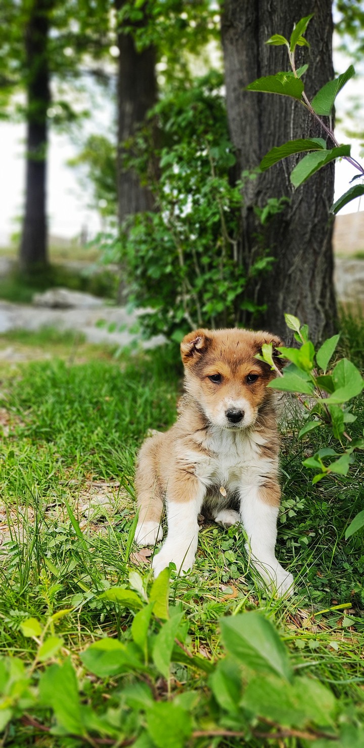 Cute puppy