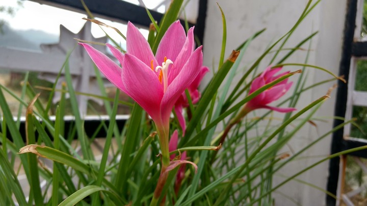 pink beauty