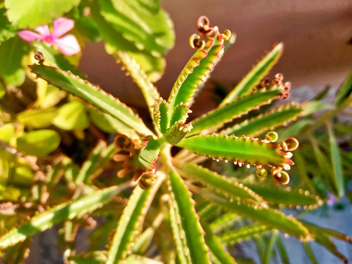 Plant