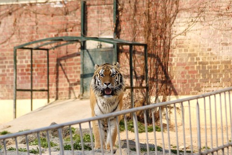 Animal