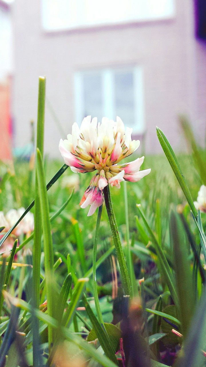 Clover