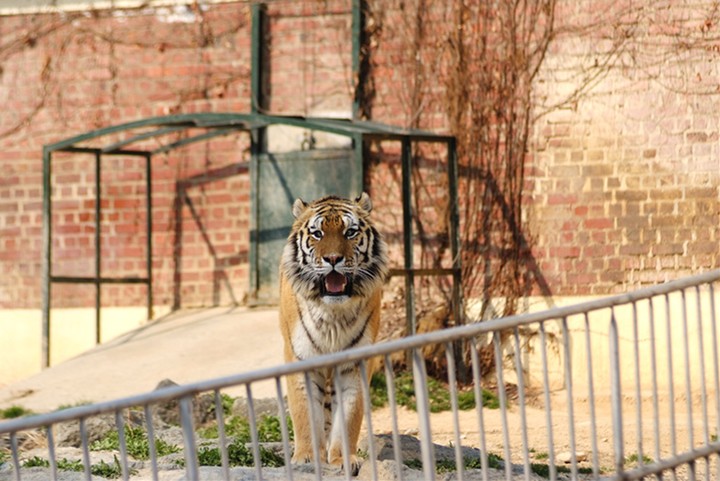 Animal
