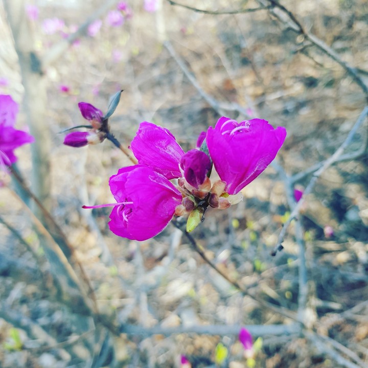 Рододендрон