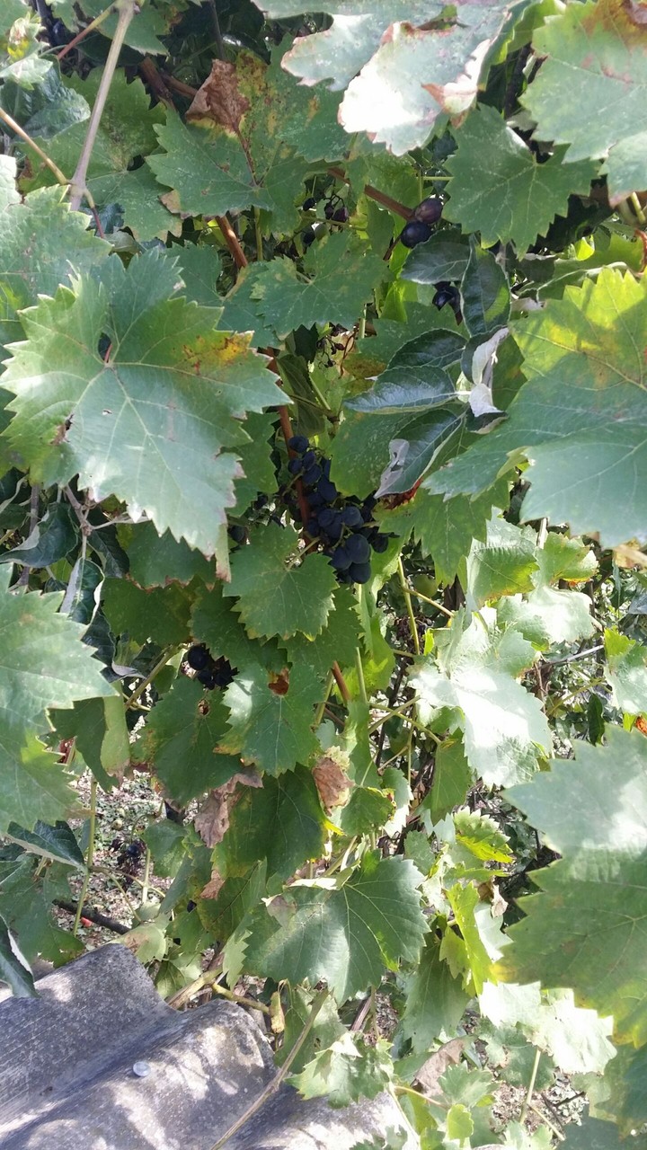 Black and sweet  grape