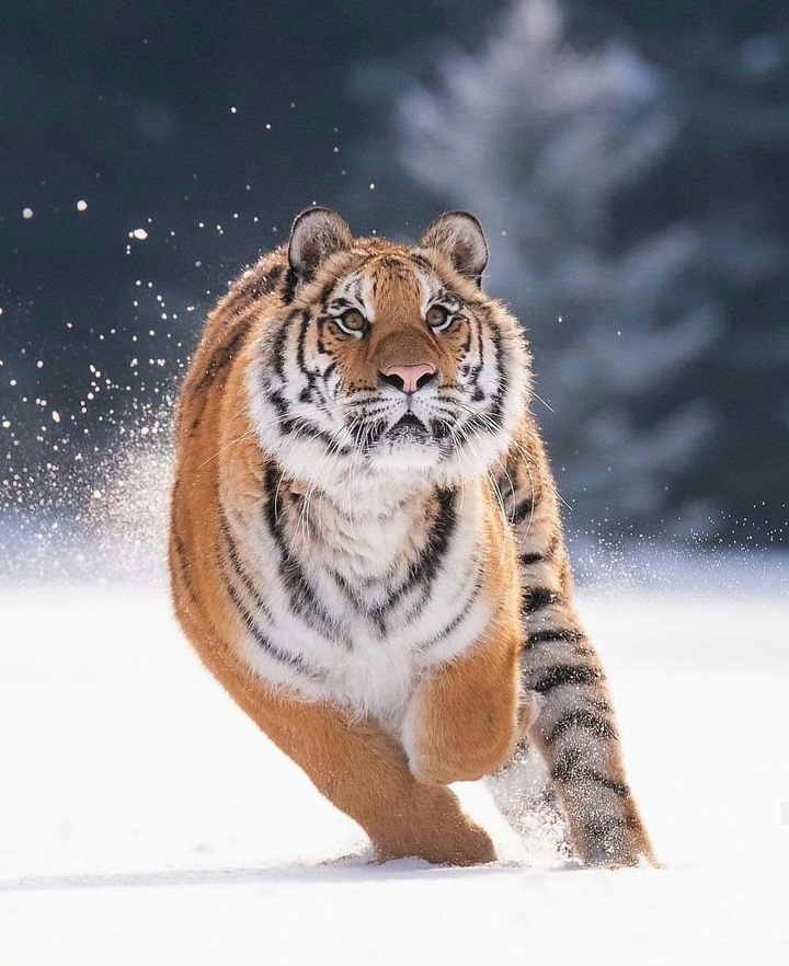 Tiger running