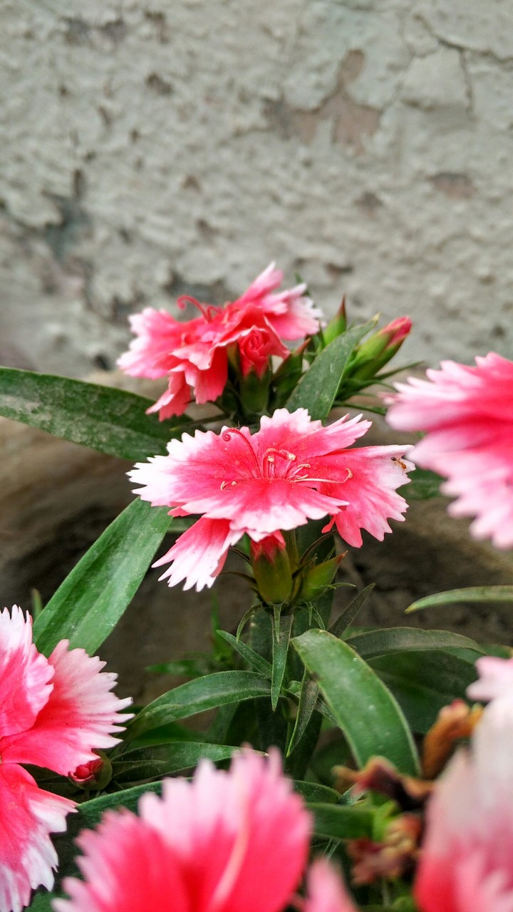 mesmerizing nature