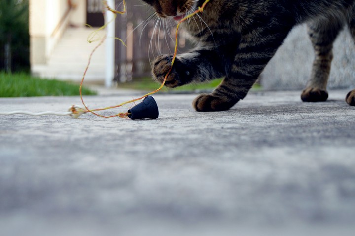 cat