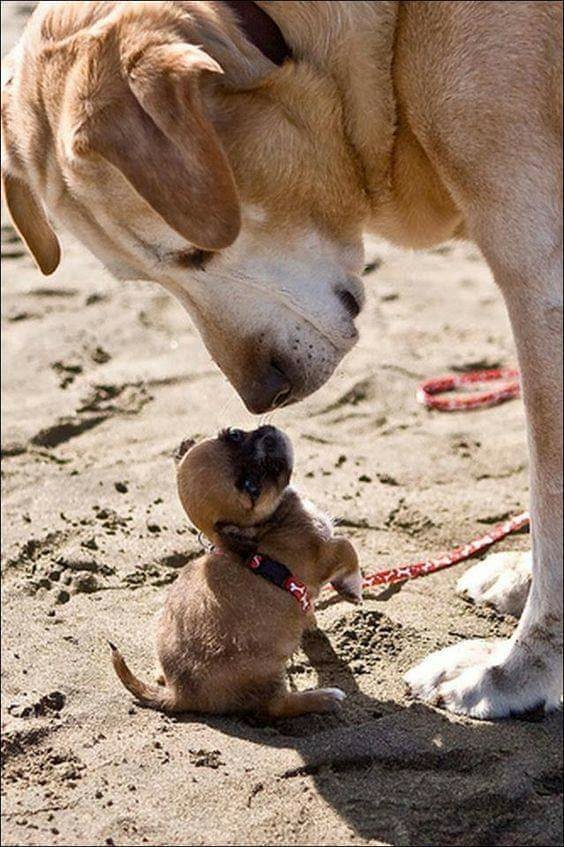 mother's love