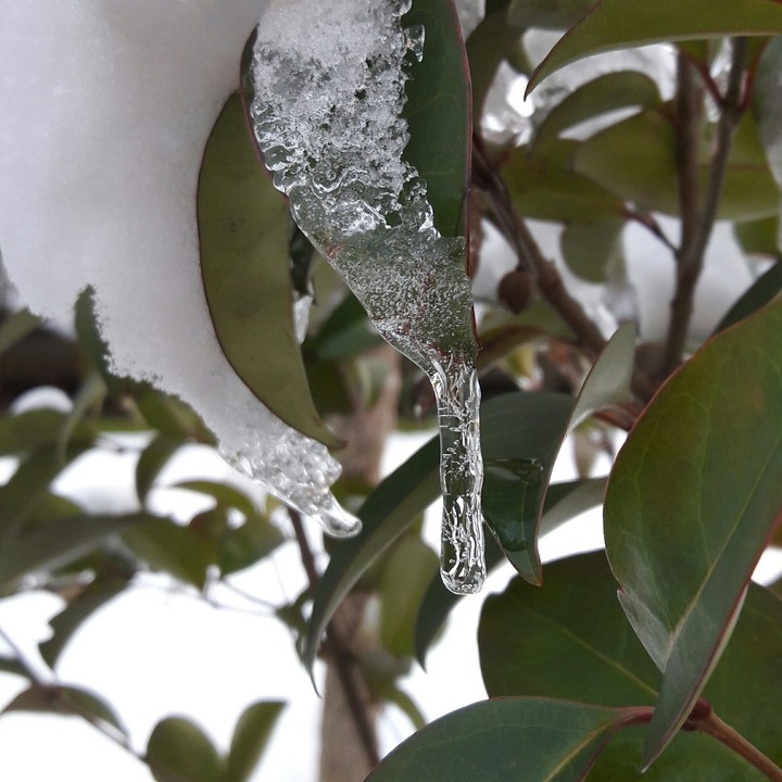 Ice