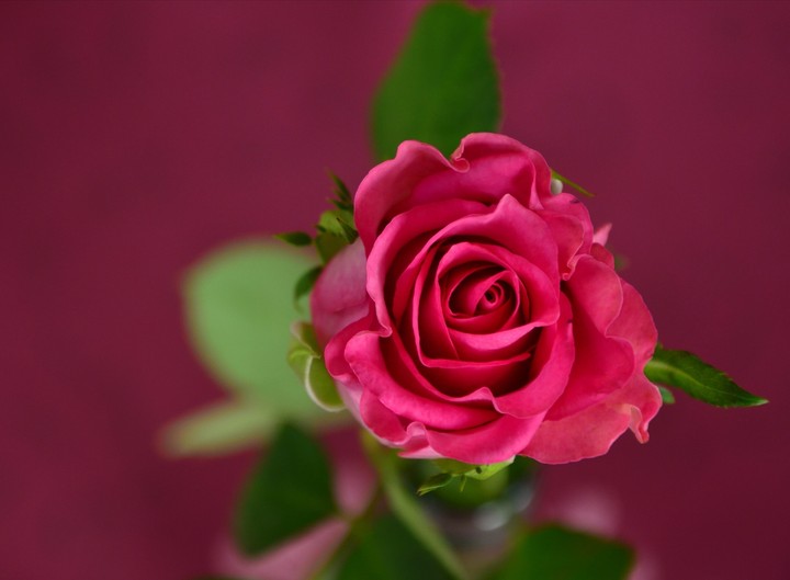rose
