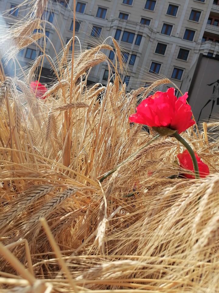 поле