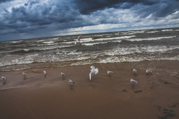 Baltic gulls