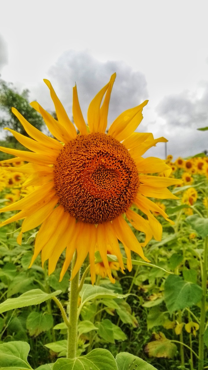sunflower