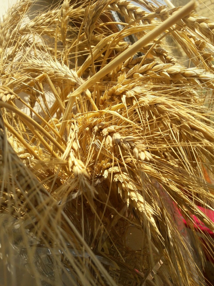 Wheats
