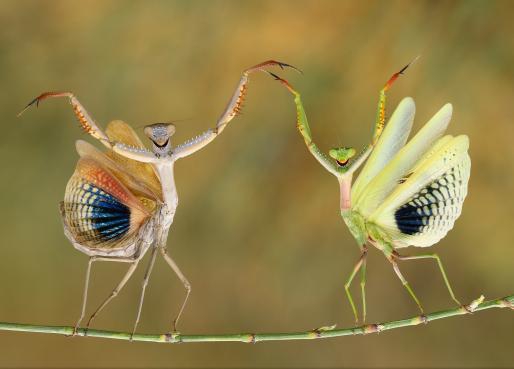mantis religiosas
