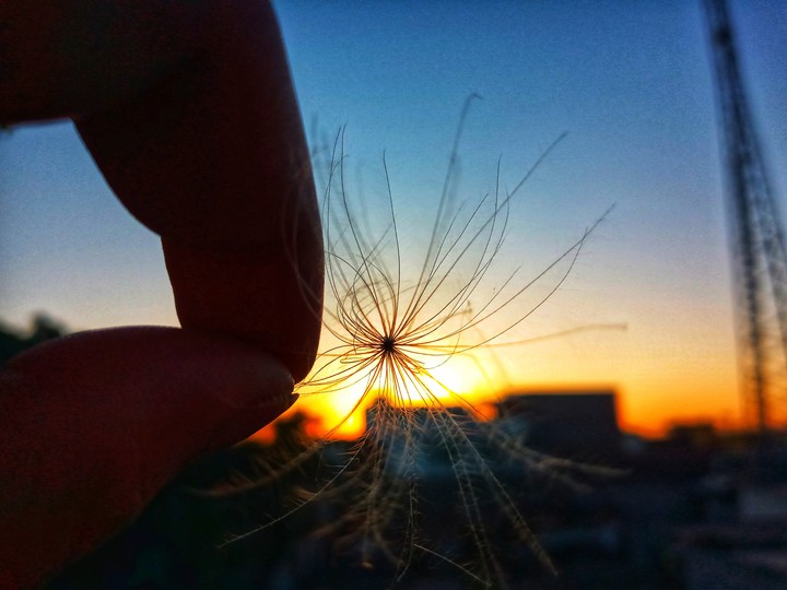dandelion....