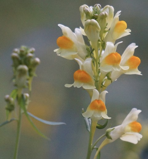hình nền flower, pedicel