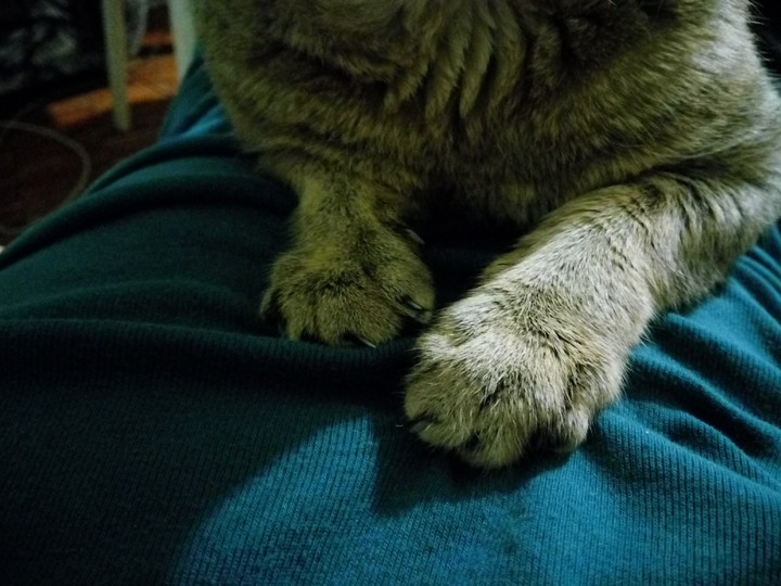 Cat's paws