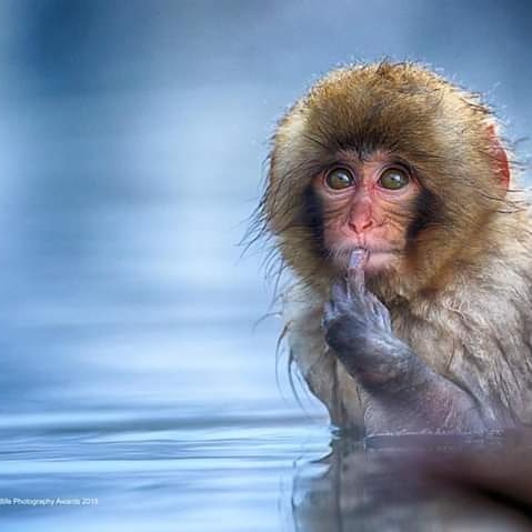 snow Monkey ❤️