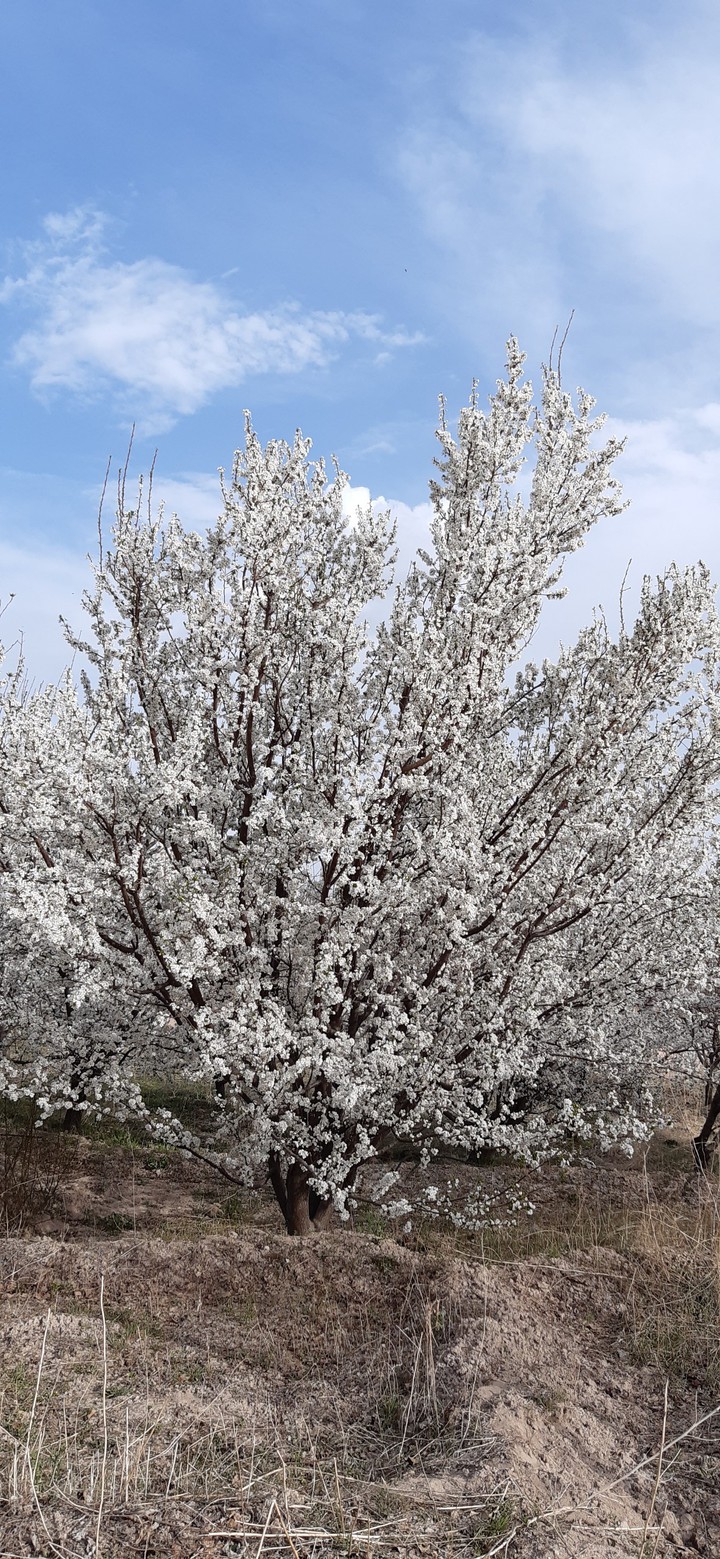 spring
