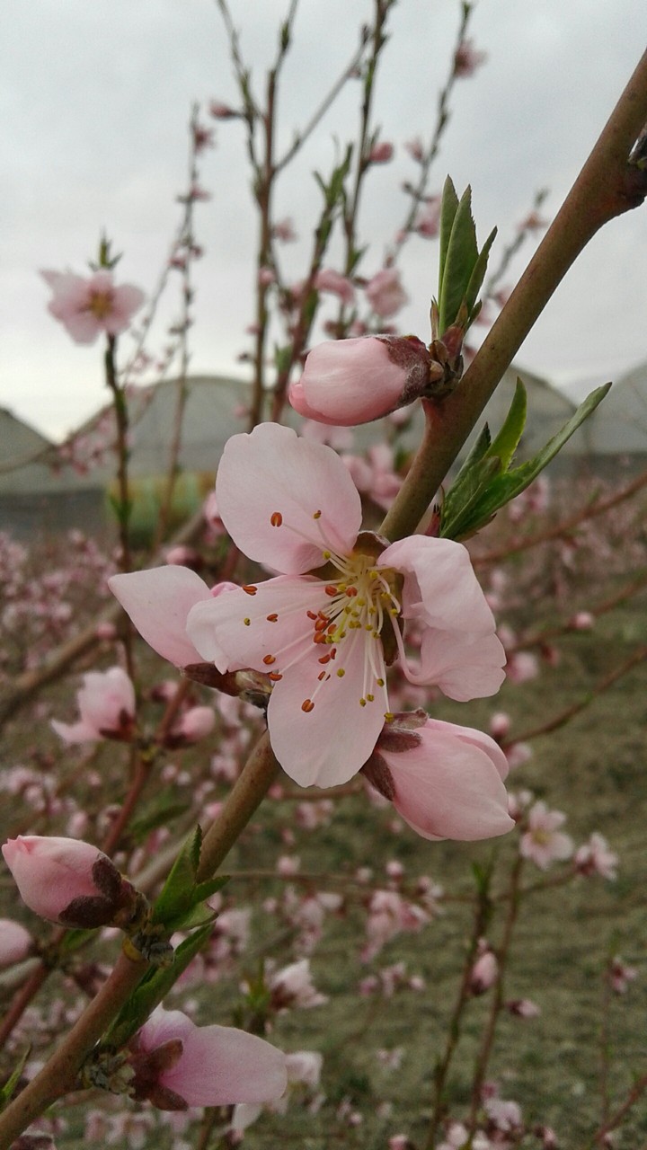 peach blossom