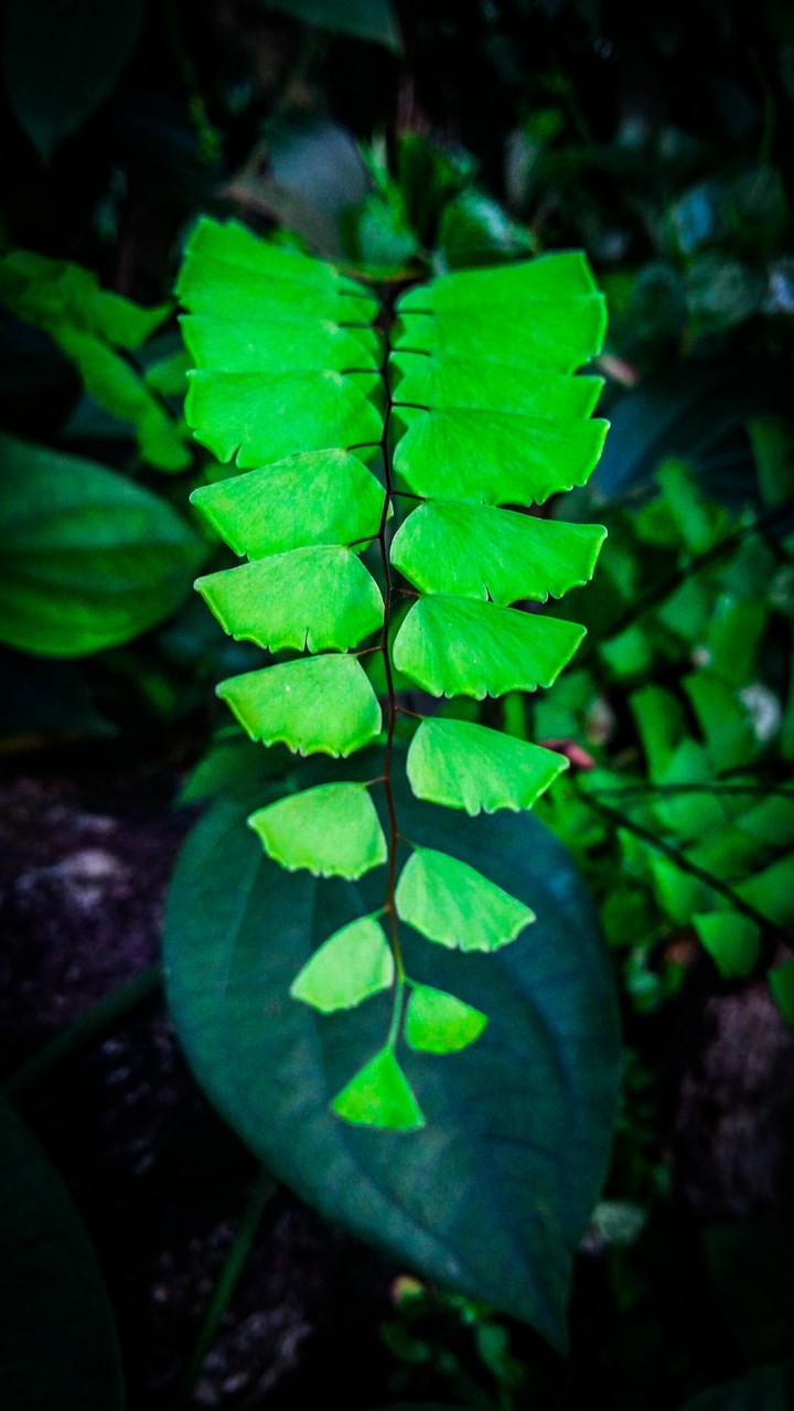 green