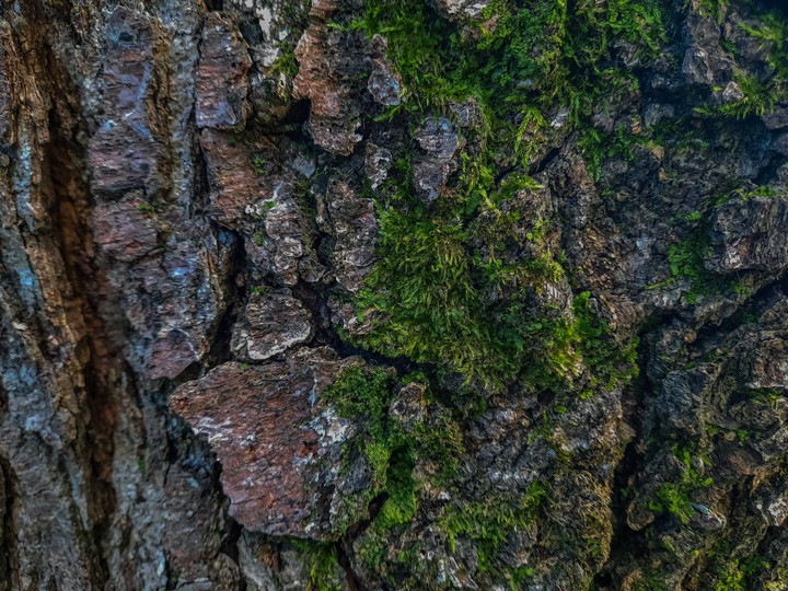 bark of tree