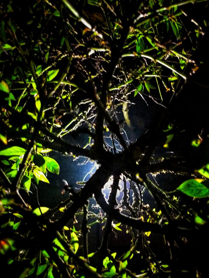 plant in moonlight