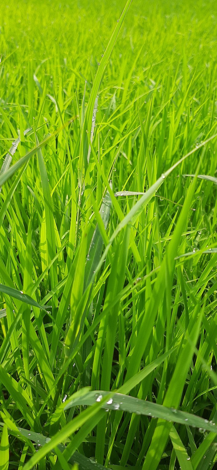 paddy