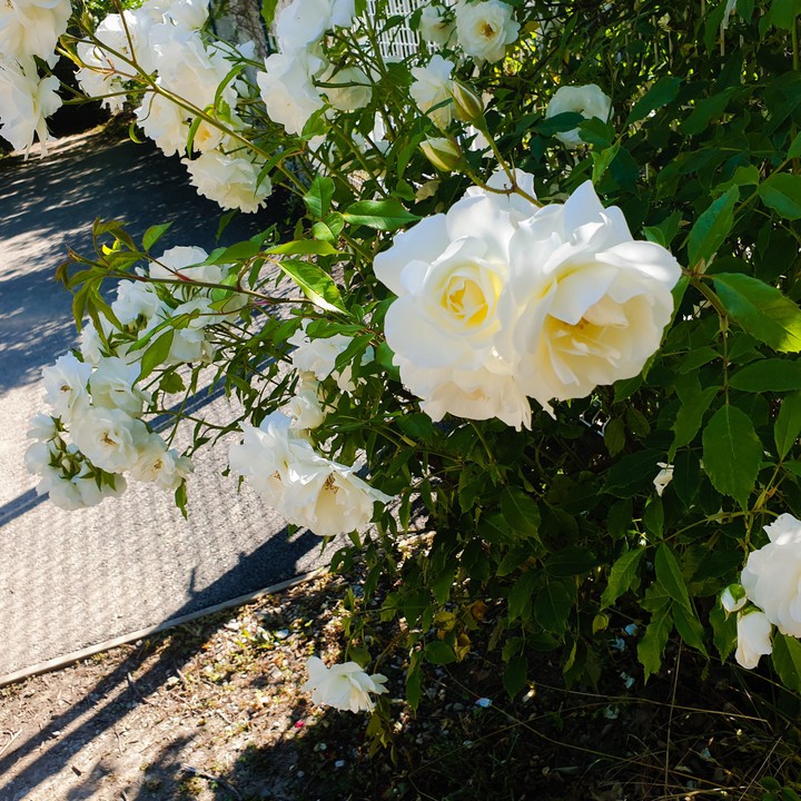 roses
