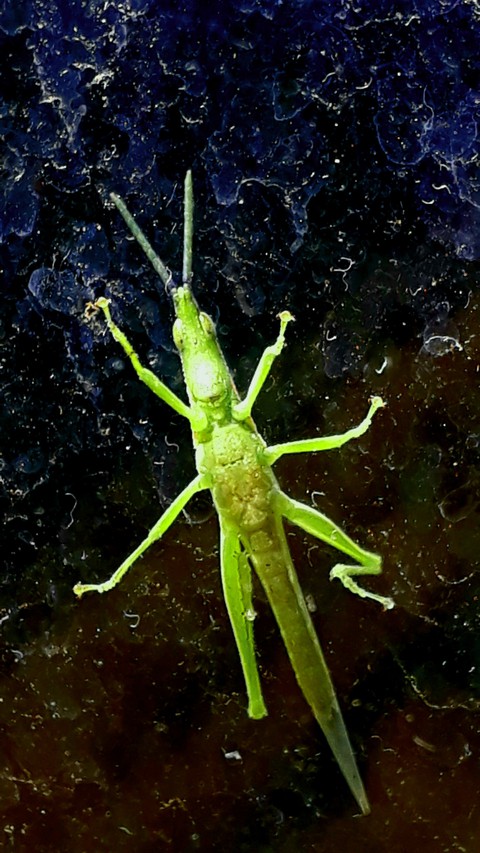 grasshopper structure