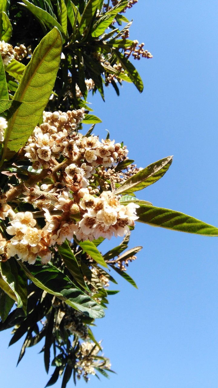 flowers_sky