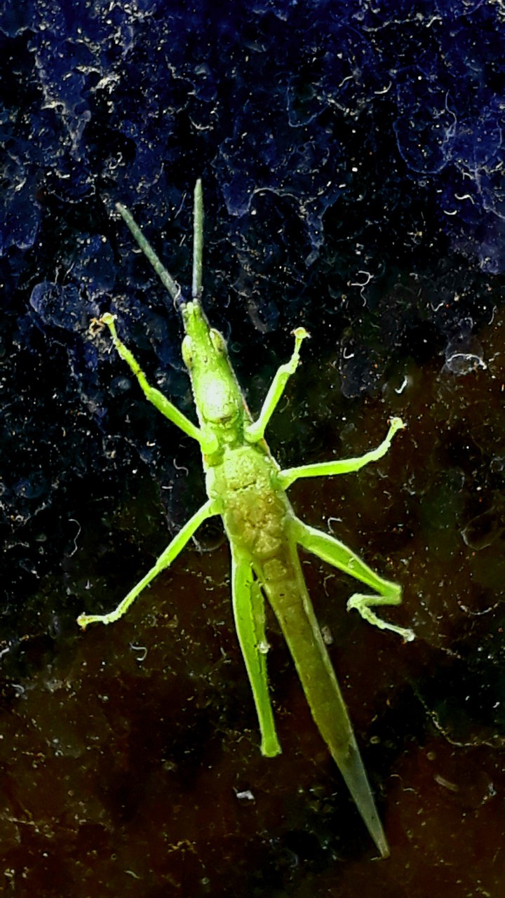 grasshopper structure