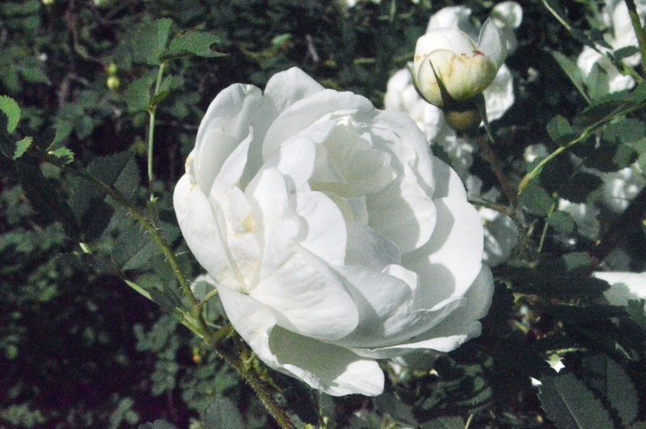 роза