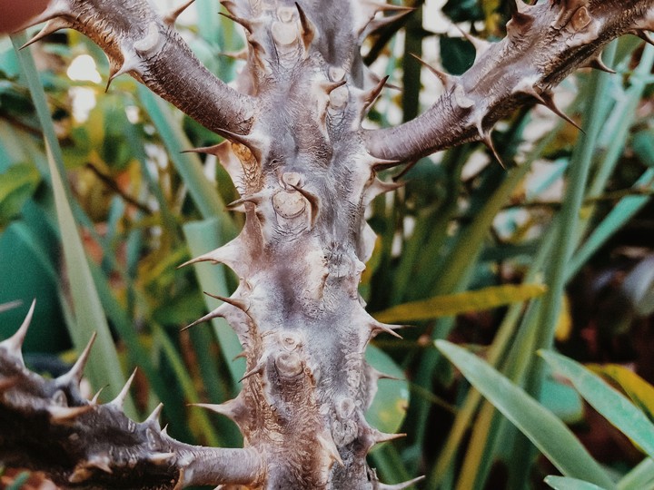 Nature's Spikes