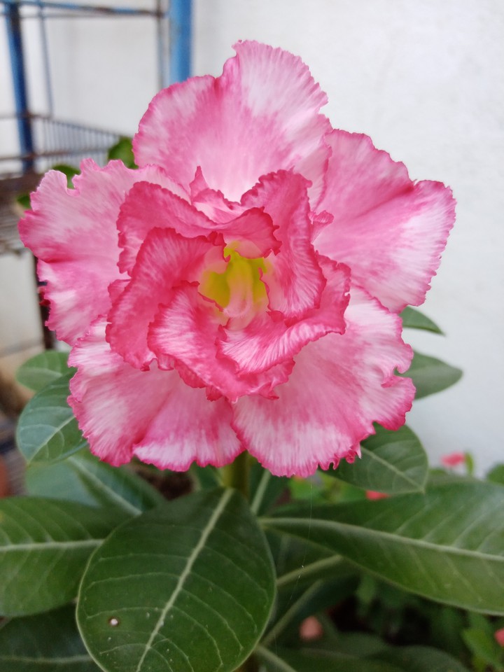 Adenium