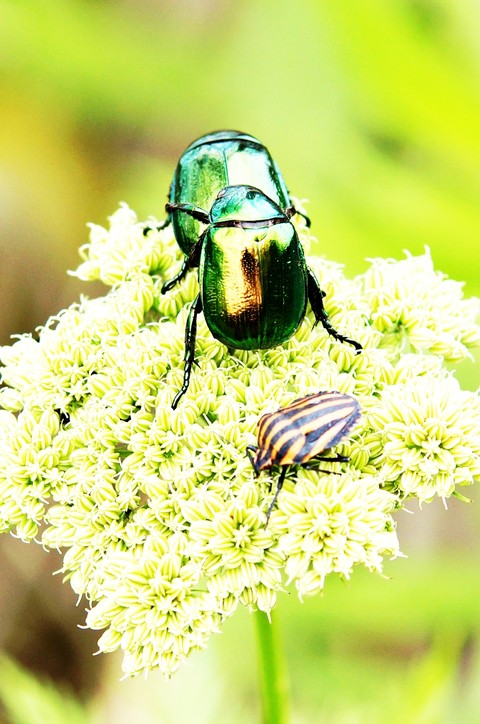 sfondi Close-up, insect