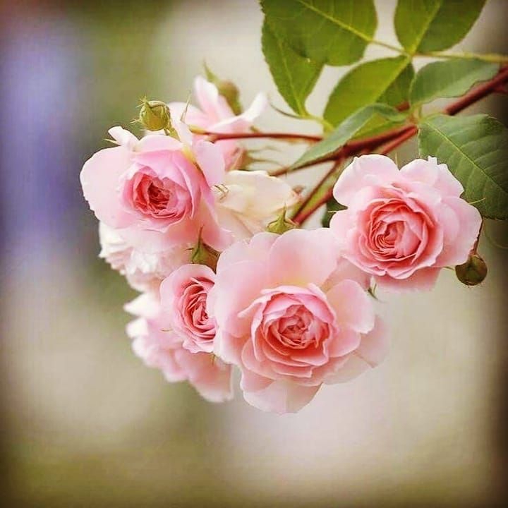 Pink roses.