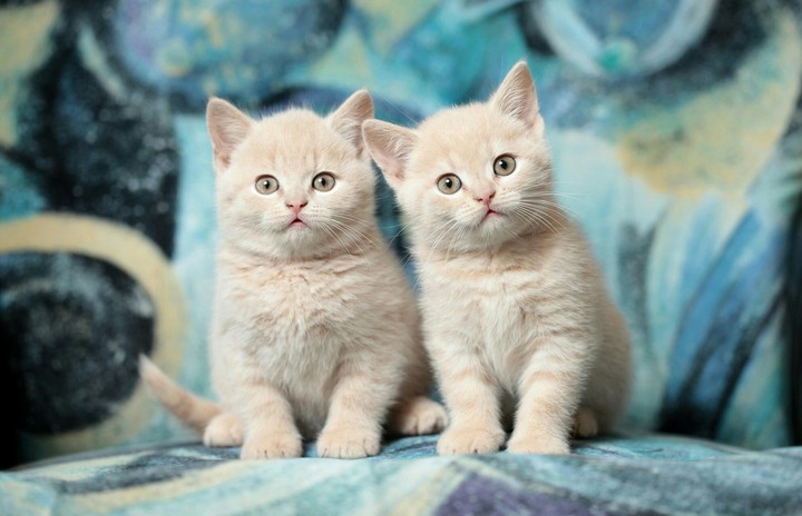 Cutiee Cats