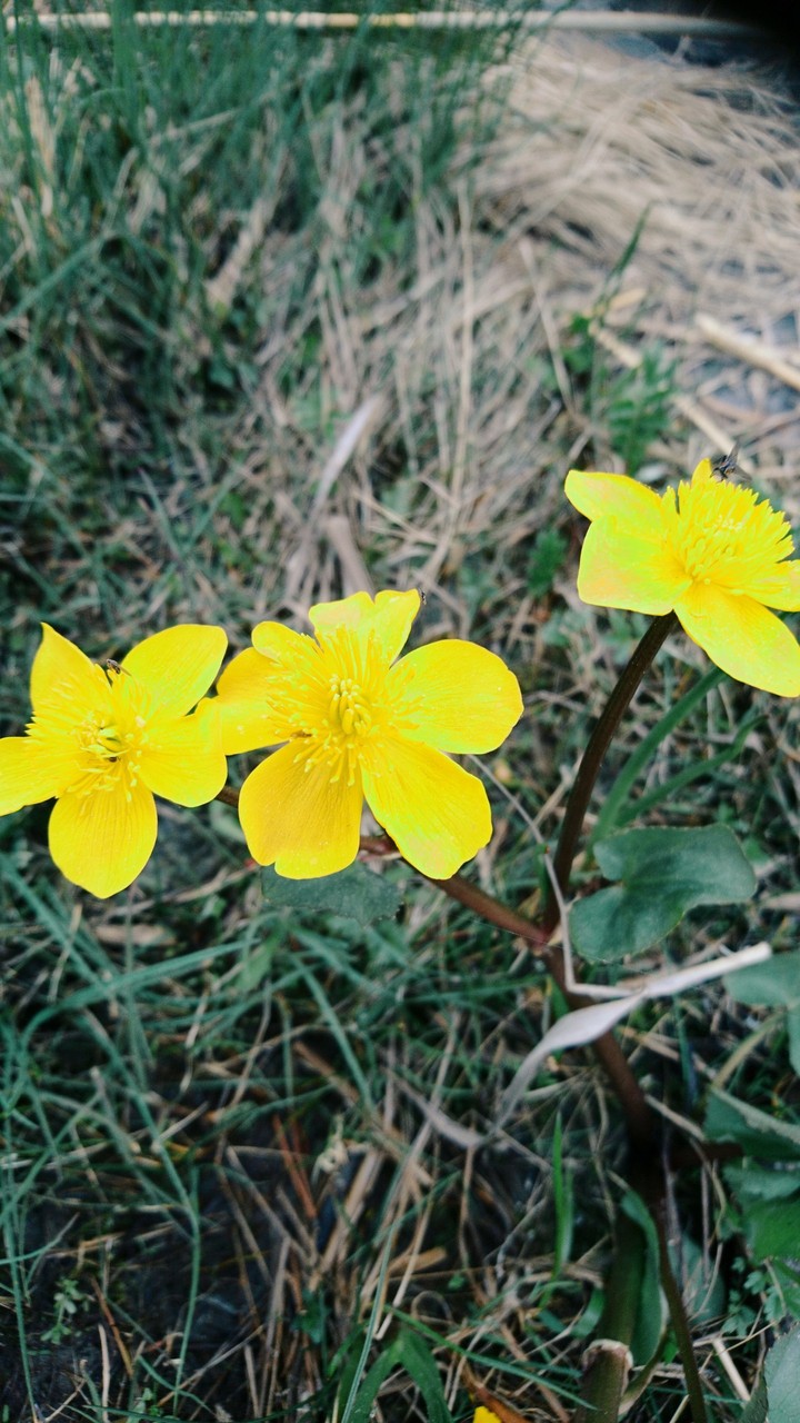 yellow flowers