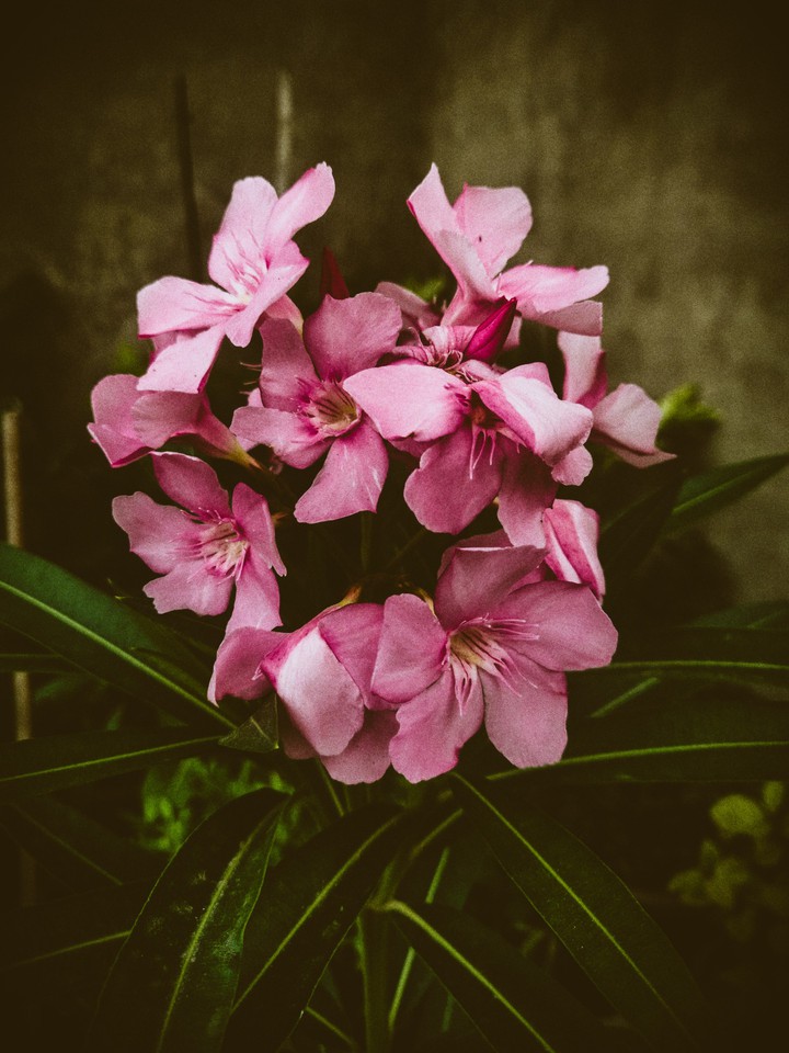 Home Garden