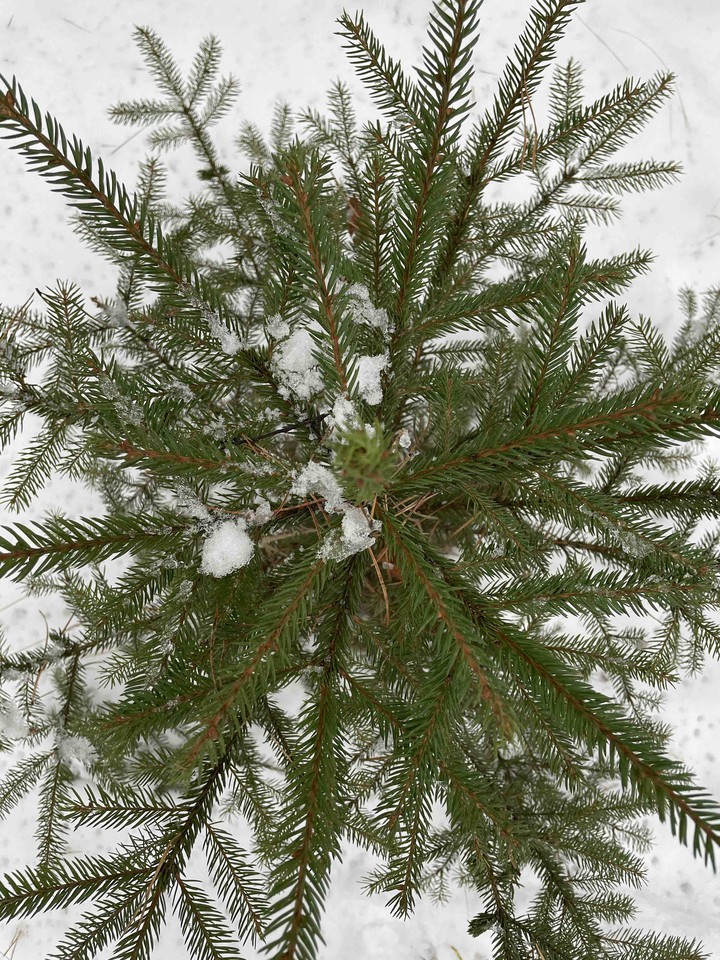 fir tree like snowflake