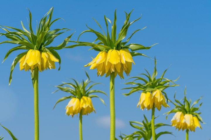 Fritillaria Imperialis