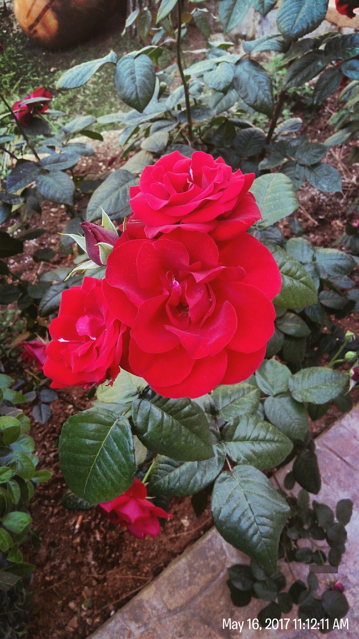 flowers red