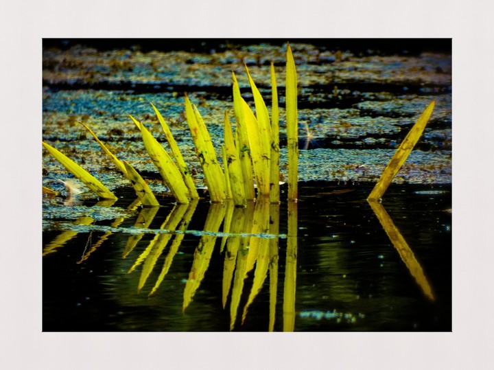 Water plant