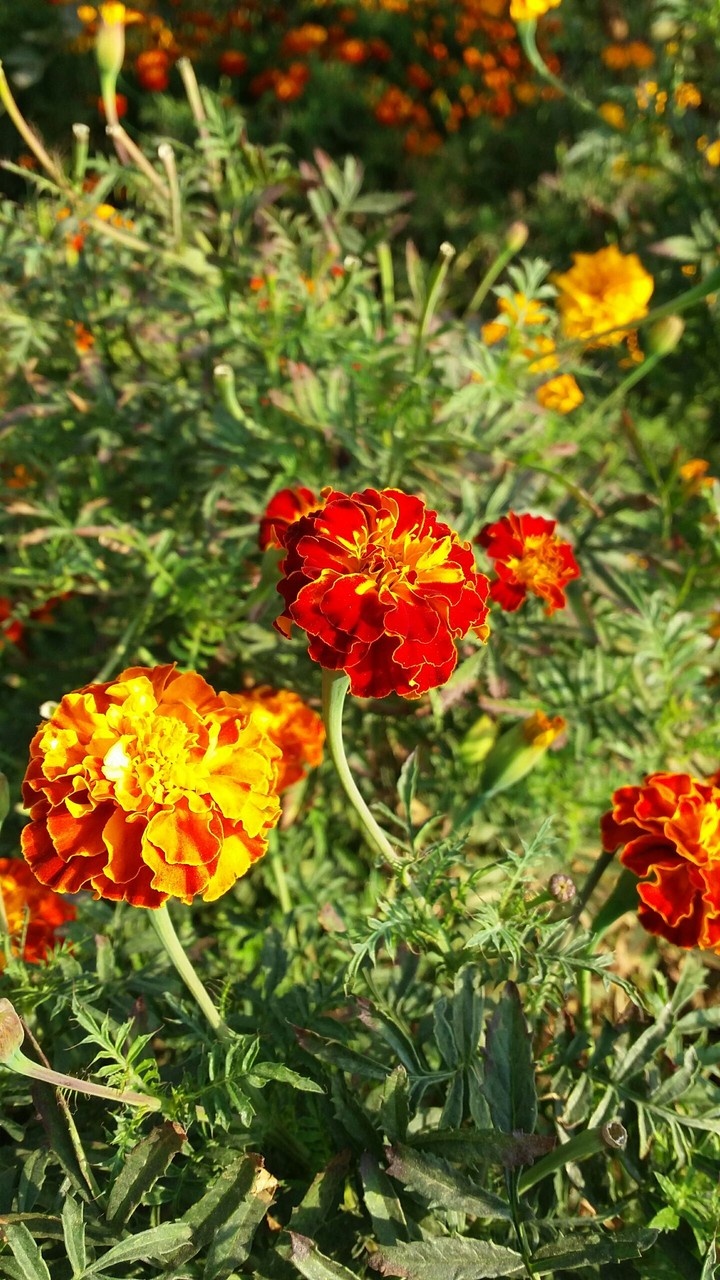 Red Yellow Flowers