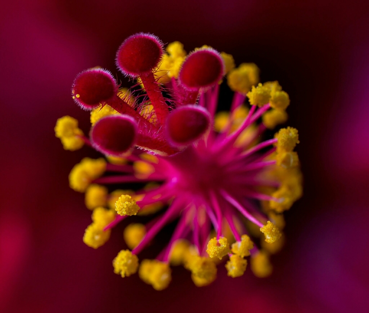 Macro